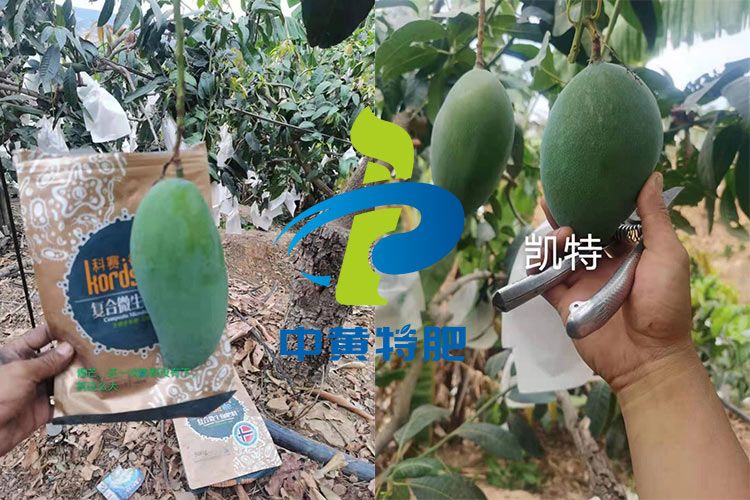 芒果選擇用什么肥料?大姐家芒果喜獲豐收